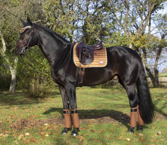 Tapis de selle EQUITO - Prune/Rose Gold Forme tapis Dressage Tailles  article cheval Cheval