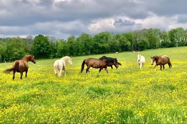 Pension pour chevaux en retraite (25)