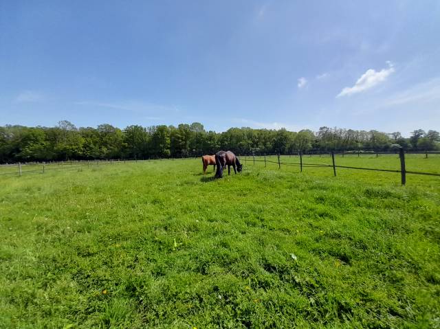 Pension pré chevaux et poneys 28