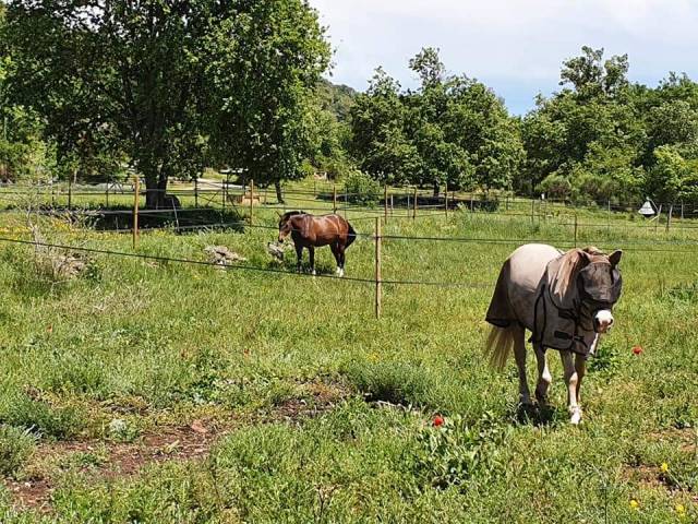 Pension chevaux / poney - Ecurie du domaine d'arnaga (83)