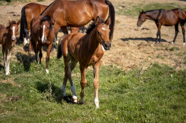 Foal Male Eldorado Van de Zeshoek x Nabab de Reve