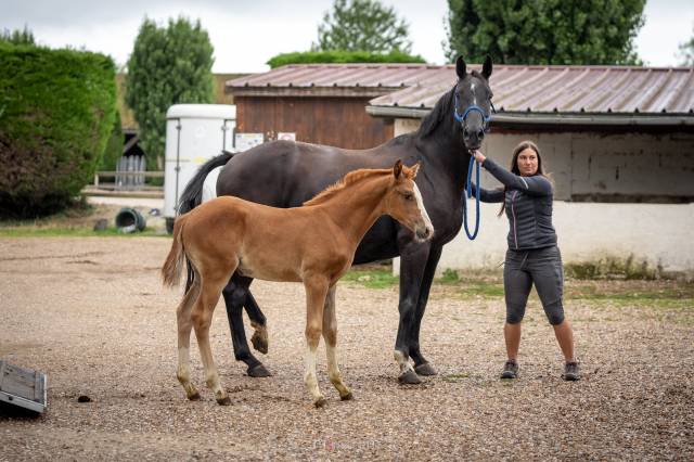 Foal Femelle Ermitage Kalone x Diamant de Semilly 