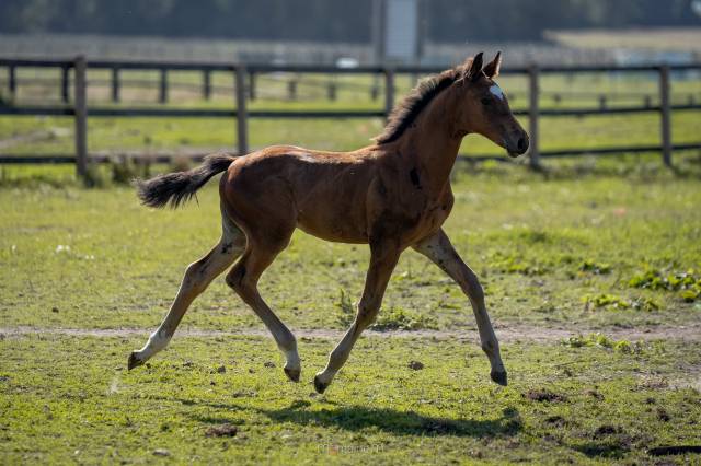 Foal Male Eldorado Van de Zeshoek x Querlybet Hero