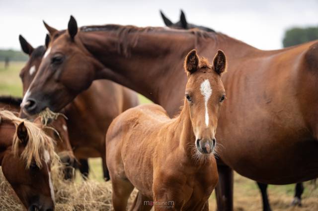 Foal Male Pegase Van’t Ruytershof x Voltaire