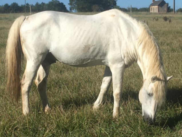 Libertin de Listel - Etalon Camargue