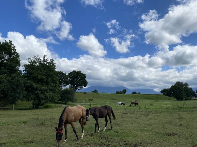 Pension pour chevaux - Pension de Tulipe (64)