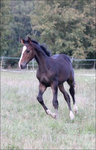 Foal excel origines - quel homme de hus -mere iso141