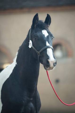 Chevaux irish cob