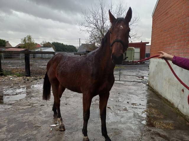 A vendre cheval entier de 2,5 ans cso