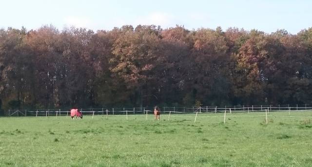 Ecuries de propriétaires / Pension chevaux