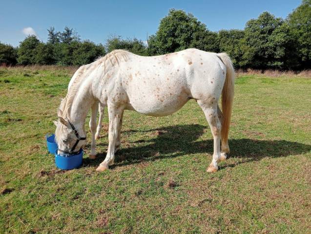 JUMENT TYPE APPALOOSA PLEINE