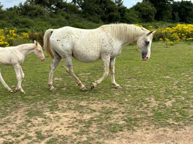 JUMENT TYPE APPALOOSA/CREME