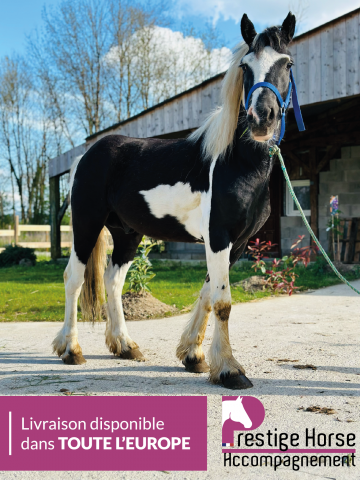 Entier OC - Type Irish cob - 3ans