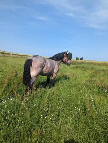 Pension chevaux - Mathieu Fauchois (59 - Haussy)