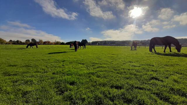 Ecurie des prés d'Arnières (Evreux / 27) 