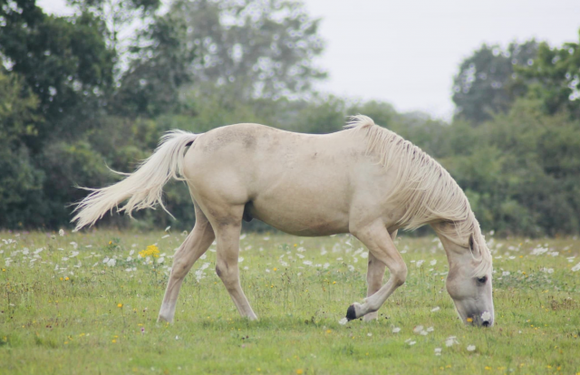 Gentil poney français de selle de 2021