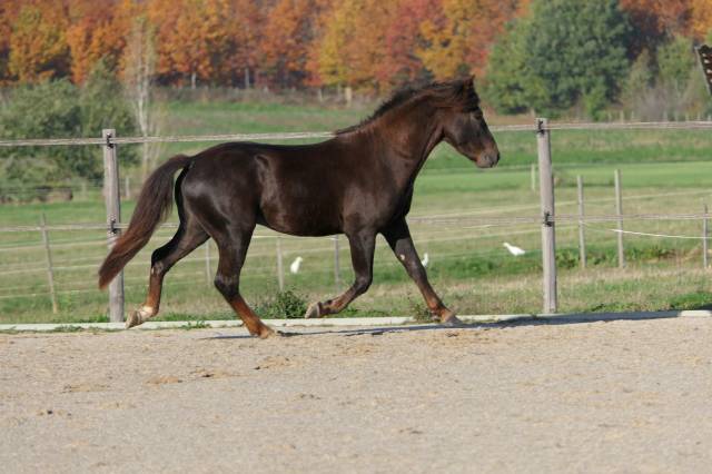 New Forest en Monte en main