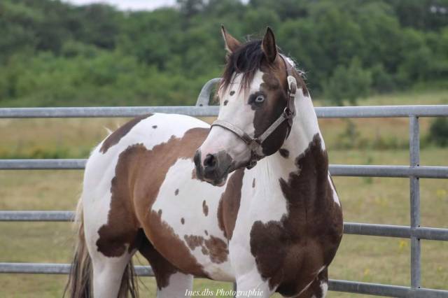 Saillie Paint-horse buckskin homozygote tobiano 