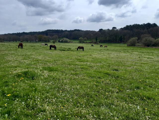 Pension chevaux - Ecurie Elodie Clero (56 - 	Trefflean)