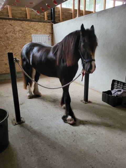 Demi-pension sur irish cob de 6 ans