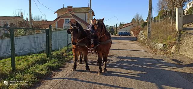 Lutin et Lupin paire de chevaux d'Auvergne