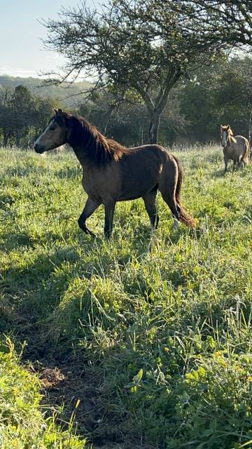 L'Artiste- Poney Welsh (cat B) à vendre