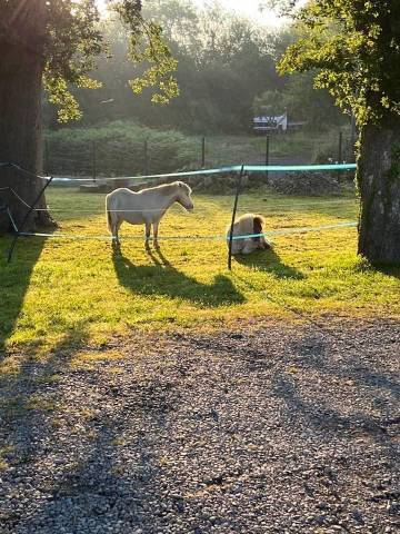 pension chevaux ( shetland)