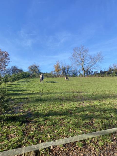 Place au pré cheval ou poney 