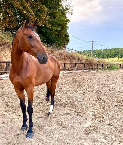 Hongre BWP 10 ans 841428 Acheter ce cheval Equirodi France