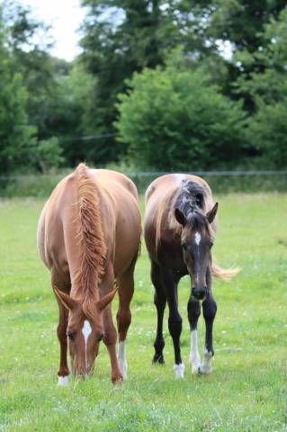 Pension Chevaux - Elevage Billot (56630 - Langonnet)