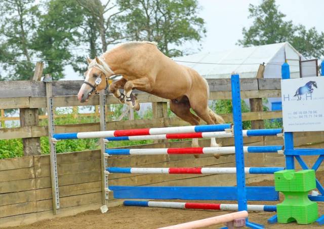 Saillie etalon welsh cob