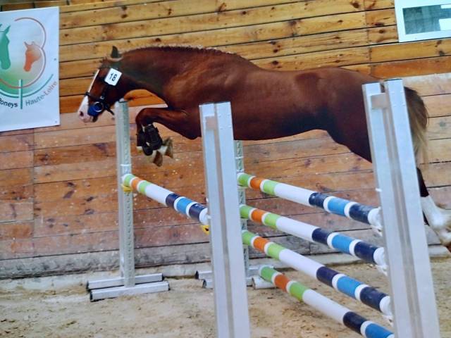 Saillie etalon welsh cob