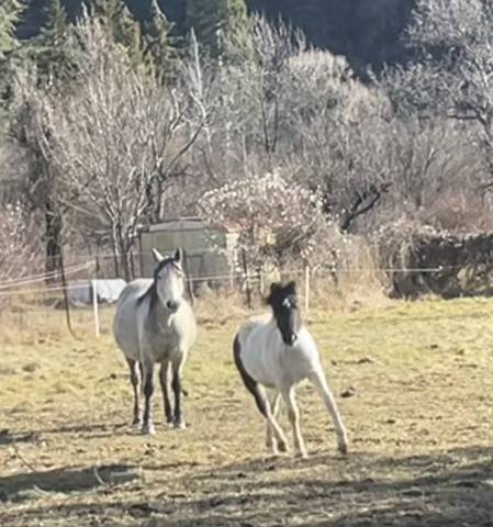 Pouliche OC ponette grandC petit D de 2023