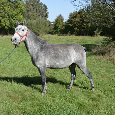 poney 6 ans 140 cm 