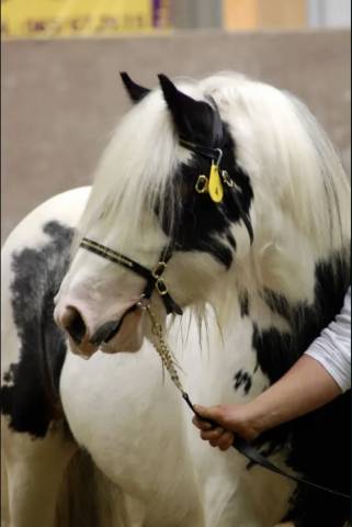 Saillie 2024 Irish cob PP