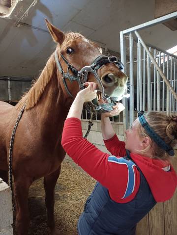 Technicien Dentaire Equin 