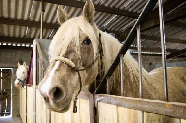 Petit coin de paradis de 15ha situé en Vendée (17)