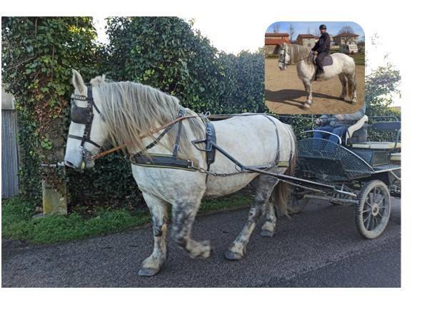 Cabriole jument type percheron