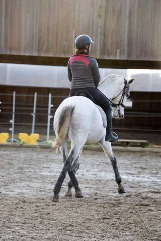 Stage de dressage