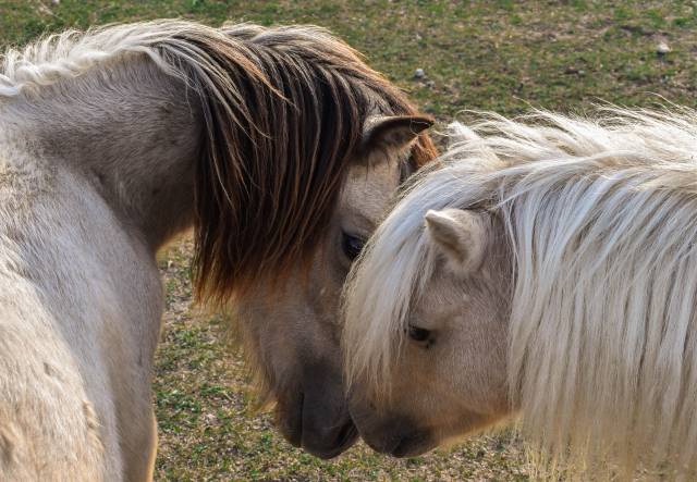 Poney shetland PP palomino