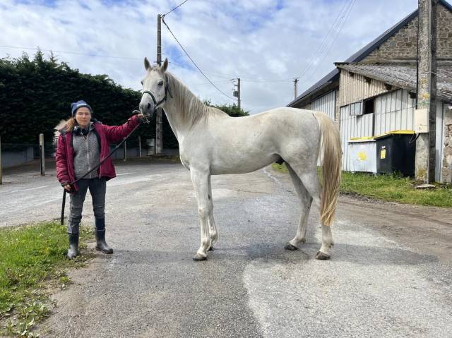 cheval de selle pluri disciplines