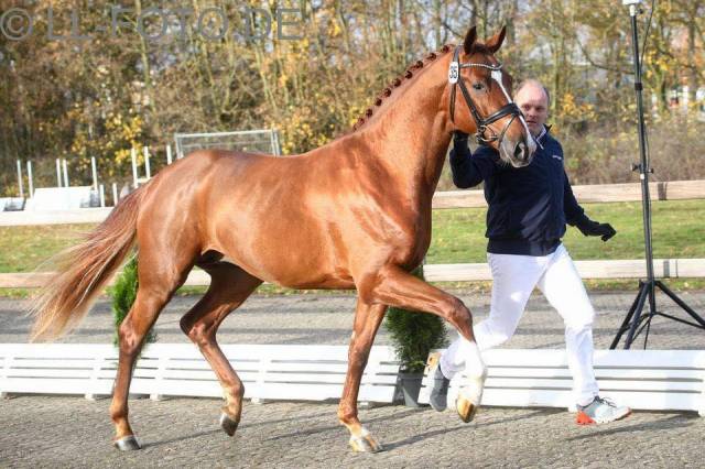 Talentueux cheval de dressage Oldenbourg 