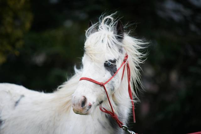 Poulain mini irish cob. Super caract re 846987 Acheter ce