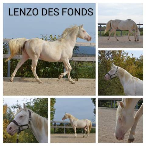 Lenzo des Fonds étalon crème 