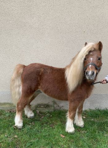 Saillie poney shetland PP