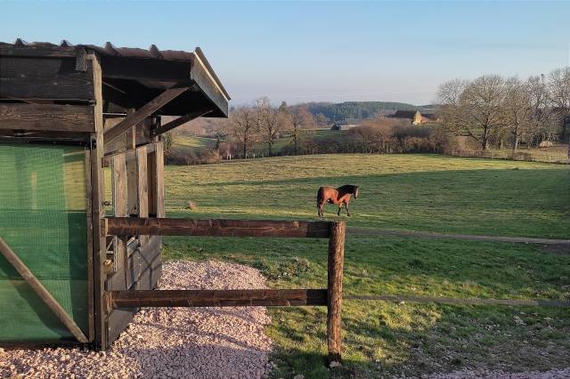 Pension chevaux retraités