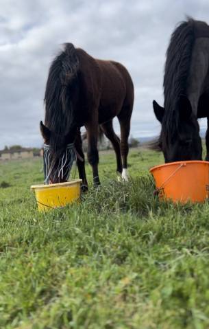 Pension pour jeunes chevaux et retraité