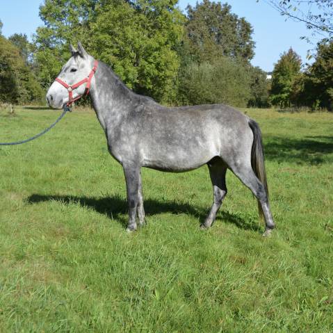 Poney 5 ans 140 Cm