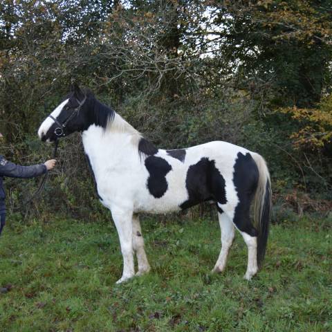 Très beau cheval pie 