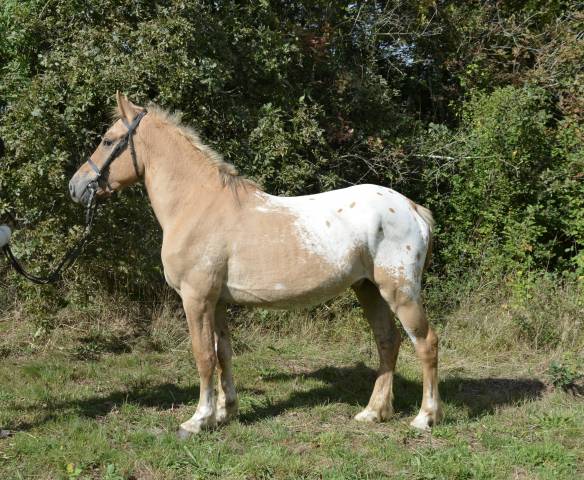 Très beau grand poney  7 ans 147 Cm